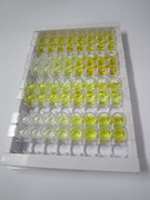 ELISA Kit for Estrogen Receptor Beta (ERb)