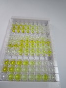 ELISA Kit for Estrogen Receptor Beta (ERb)