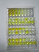 ELISA Kit for Parathyroid Hormone Receptor 2 (PTHR2)