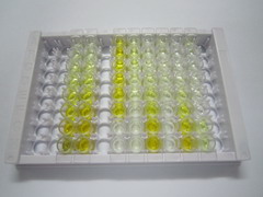 ELISA Kit for Superoxide Dismutase Copper Chaperone