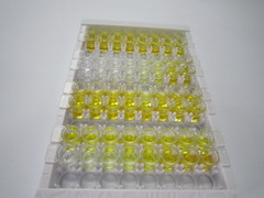 ELISA Kit for Carboxypeptidase B2 (CPB2)