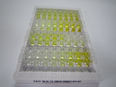 ELISA Kit for Caspase 3 (CASP3)