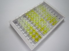 ELISA Kit for Heat Shock Protein 27 (Hsp27)