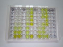 ELISA Kit for Myeloid Progenitor Inhibitory Factor 2 (MPIF2)