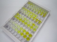 ELISA Kit for Apolipoprotein E (APOE)