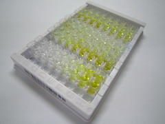 ELISA Kit for Forkhead Box Protein O1 (FOXO1)