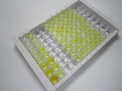 ELISA Kit for Forkhead Box Protein P1 (FOXP1)