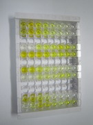 ELISA Kit for Pyruvate dehydrogenase alpha 1 (PDHA1)