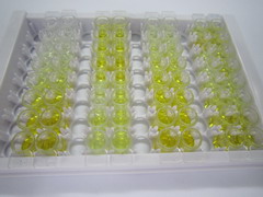 ELISA Kit for Tumor Necrosis Factor Ligand Superfamily, Member 14 (TNFSF14)