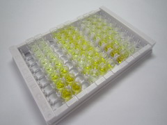 ELISA Kit for Heat Shock Protein 70 (HSP70)