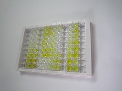 ELISA Kit for Cystatin C (Cys-C)