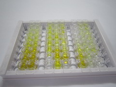 ELISA Kit for Cystatin C (Cys-C)