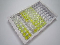 ELISA Kit for Signal Regulatory Protein Gamma (SIRPg)