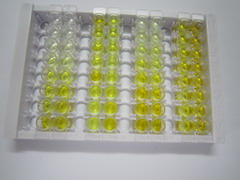 ELISA Kit for ATP Binding Cassette Transporter G2 (ABCG2)