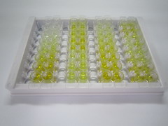 ELISA Kit for Runt Related Transcription Factor 2 (RUNX2)