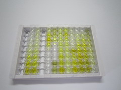 ELISA Kit for Beta Catenin (β-catenin)