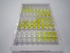 ELISA Kit for Growth Hormone Receptor (GHR)