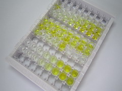 ELISA Kit for Heat Shock 70kDa Protein 1 Like Protein (HSPA1L)