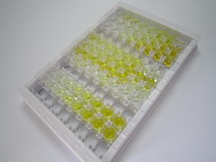 ELISA Kit for Alanine Aminopeptidase (AAP)