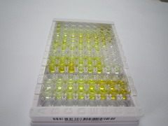 ELISA Kit for Antidiuretic Hormone (ADH)