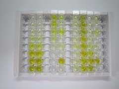 ELISA Kit for Cytokeratin 19 (CK19)