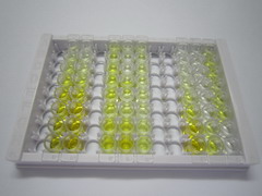 ELISA Kit for Tumor Necrosis Factor Receptor Superfamily, Member 5 (CD40)