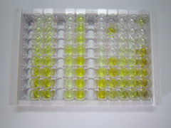 ELISA Kit for Aryl Hydrocarbon Receptor (AhR)