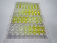 ELISA Kit for Protein Kinase C Zeta (PKCz)