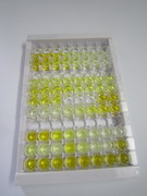 ELISA Kit for Placental Protein 13 (PP13)