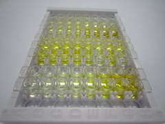 ELISA Kit for Endoplasmic Reticulum Resident Protein 57 (ERp57)