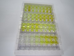 ELISA Kit for Chemokine C-X3-C-Motif Receptor 1 (CX3CR1)