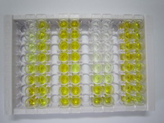 ELISA Kit for Interleukin 18 Receptor 1 (IL18R1)