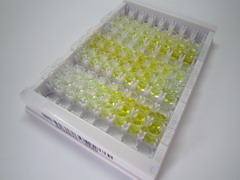 ELISA Kit for B-Cell Activating Factor (BAFF)