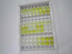 ELISA Kit for Cluster Of Differentiation (CD163)