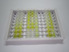 ELISA Kit for Transglutaminase 3, Epidermal (TGM3)