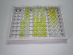 ELISA Kit for Major Vault Protein (MVP)