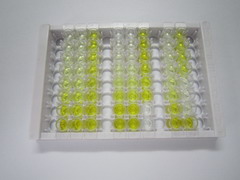 ELISA Kit for Minichromosome Maintenance Deficient 2 (MCM2)