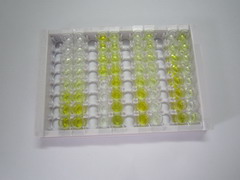 ELISA Kit for S100 Calcium Binding Protein A6 (S100A6)