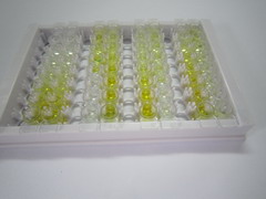 ELISA Kit for Transglutaminase 1 (TGM1)