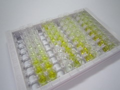 ELISA Kit for Transglutaminase 1 (TGM1)