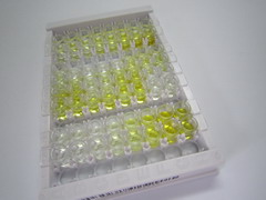 ELISA Kit for High Molecular Weight Kininogen (HMWK)