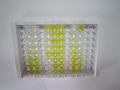 ELISA Kit for Nuclear Factor Kappa B (NFkB)