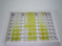 ELISA Kit for Netrin 1 (Ntn1)