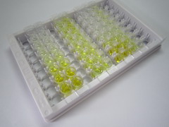 ELISA Kit for Transglutaminase 2 (TGM2)