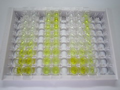 ELISA Kit for Vinculin (VCL)