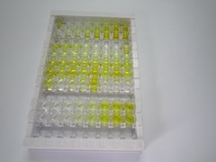 ELISA Kit for Vascular Endothelial Growth Factor 121 (VEGF121)