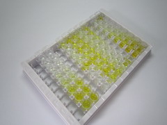 ELISA Kit for Vascular Endothelial Growth Factor 121 (VEGF121)