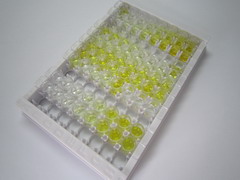 ELISA Kit for Calumenin (CALU)