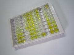 ELISA Kit for Lectin Like Oxidized Low Density Lipoprotein Receptor 1 (LOX1)