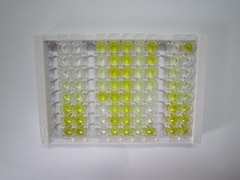 ELISA Kit for Neuregulin 1 (NRG1)